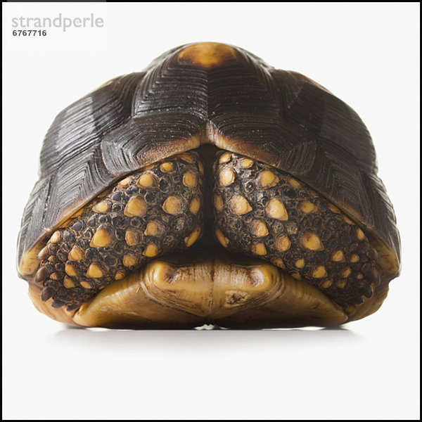 Landschildkröte Schildkröte