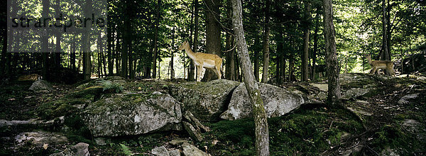 weiß  2  Outaouais - region  Schwanz  Tierschwanz  Hirsch  Quebec