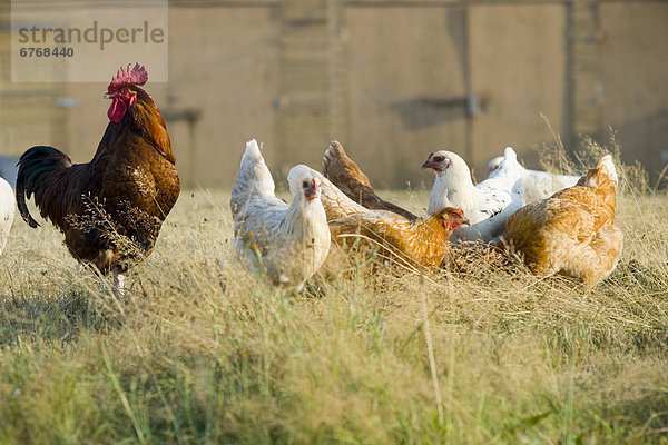 über  Feld  füttern  Huhn  Gallus gallus domesticus  Vogelschwarm  Vogelschar  Wiese  British Columbia  Hahn