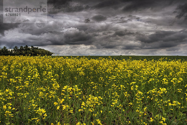 Wolke  Sommer  über  Sturm  Feld  Saskatchewan  Alberta  Canola