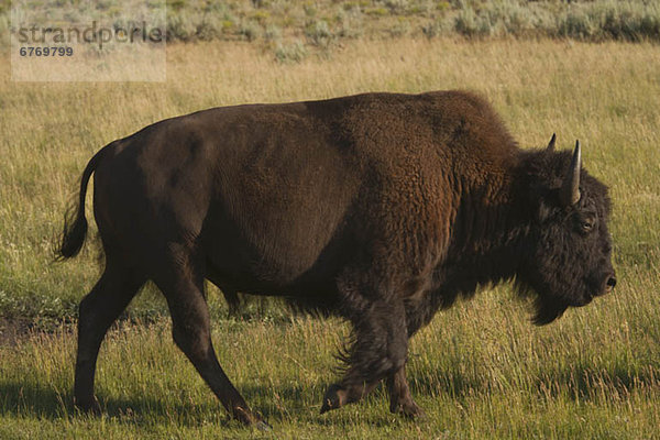 Silhouette  Feld  amerikanisch  Wiese  Bison