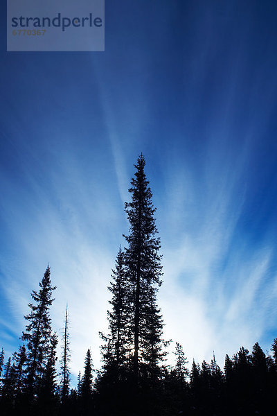 Gegenlicht  Wolke  Baum  Himmel  Küste  Fluss  blau  Spur  Fichte  Jasper Nationalpark  Maligne Lake  Alberta