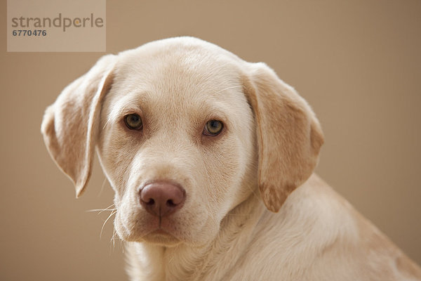 Portrait  gelb  Labrador  Retriever