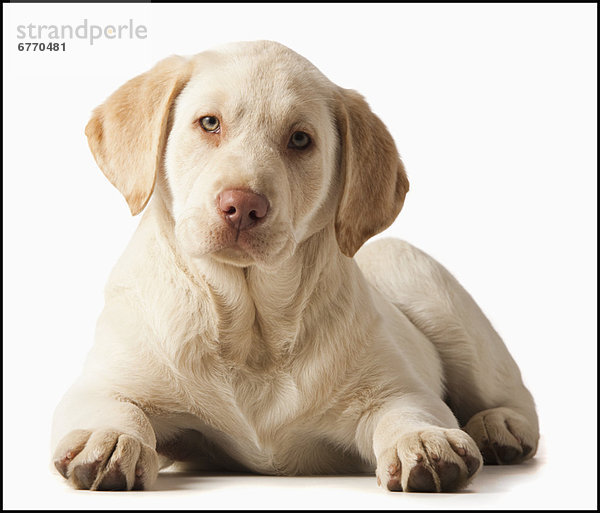 Portrait  gelb  Labrador  Studioaufnahme  Retriever