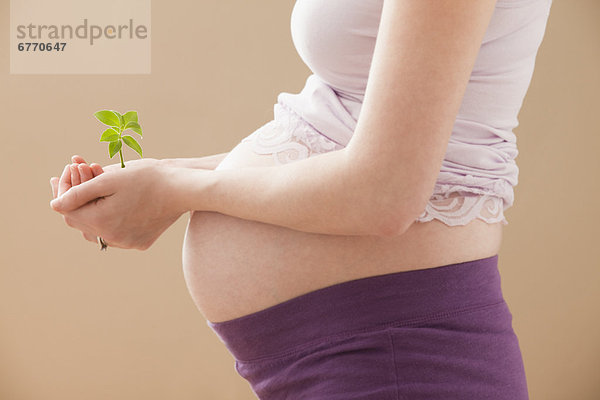 Vereinigte Staaten von Amerika  USA  Frau  halten  Pflanze  Schwangerschaft  jung  Utah