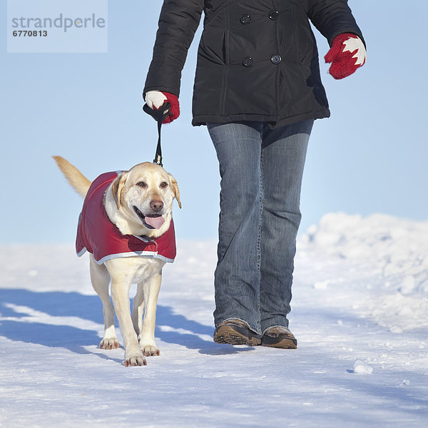 Frau  Winter  gehen  gelb  Hund  Labrador  Retriever  Kanada  Manitoba  Winnipeg
