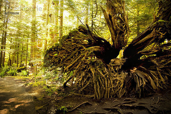 Baum  Wald  Kathedrale  Wurzel  Port Alberni  Kanada  Hain  MacMillan Provincial Park  Vancouver Island