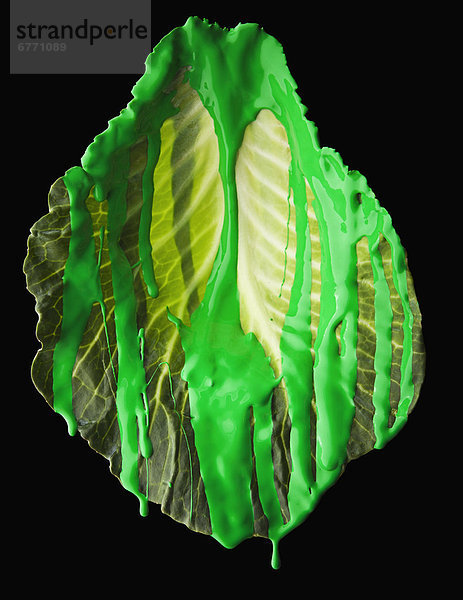 bedecken  Pflanzenblatt  Pflanzenblätter  Blatt  grün  Salat  Farbe  Farben  schießen  Studioaufnahme  bemalen