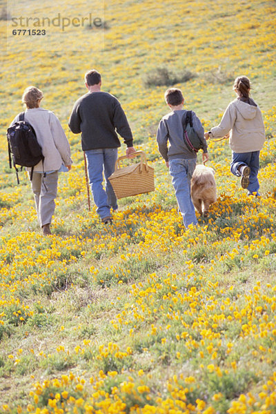 Feld  wandern  Wildblume