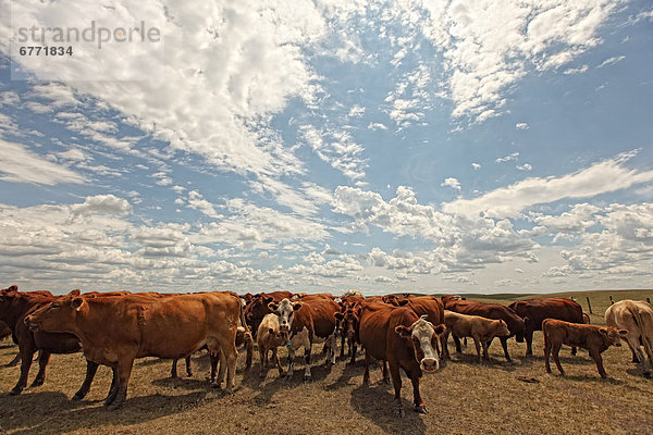 Beef cattle in a field  rural Saskatchewan