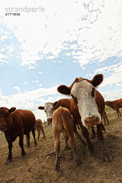 Beef cattle in a field  rural Saskatchewan