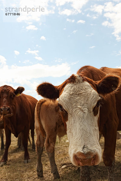 Beef cattle in a field  rural Saskatchewan