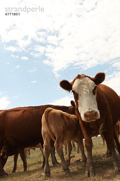 Beef cattle in a field  rural Saskatchewan