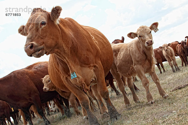 Beef cattle in a field  rural Saskatchewan