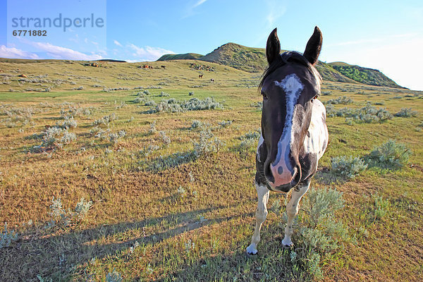 Horse in a field  rural Saskatchewan