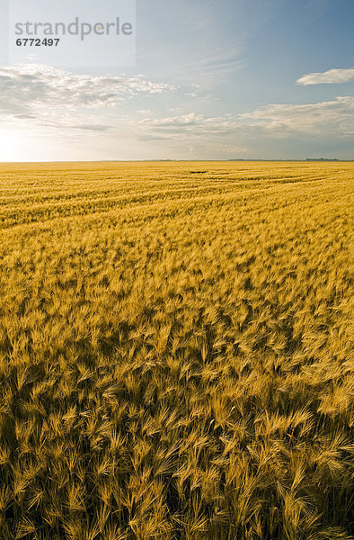 Horizont  strecken  reifer Erwachsene  reife Erwachsene  Feld  Gerste  Manitoba