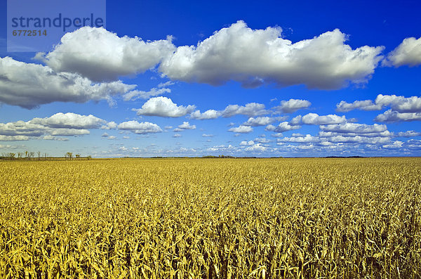 Mais Zuckermais Kukuruz Getreide Wolke Himmel Horizont strecken füllen füllt füllend Hintergrund Feld füttern Manitoba