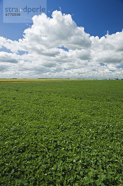 Sojabohne  nahe  Wolke  Himmel  füllen  füllt  füllend  Wachstum  Feld  Mittelpunkt  Dugald  Manitoba  Manitoba