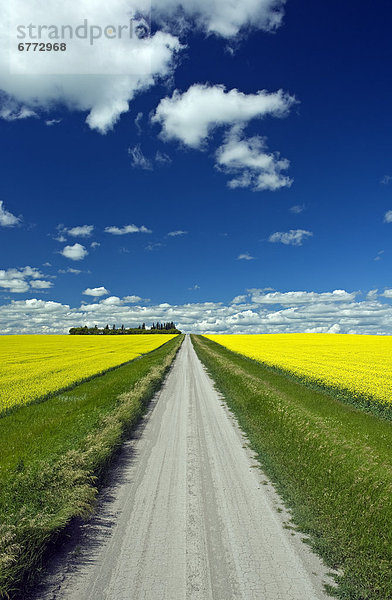 blühen  Fernverkehrsstraße  Feld  Seitenansicht  Canola  Manitoba