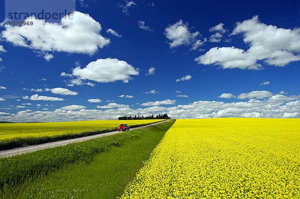 blühen  Fernverkehrsstraße  Feld  Lastkraftwagen  Canola  Manitoba