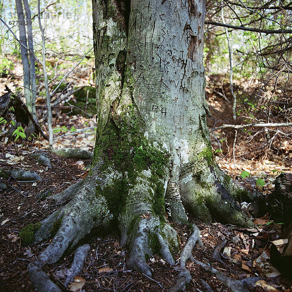 Algonquin Provincial Park  Ontario