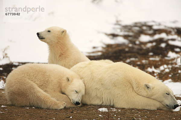 Eisbär  Ursus maritimus  Manitoba