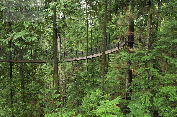 Abenteuer  Weg  Brücke  Baumkrone  hängen  British Columbia  Vancouver