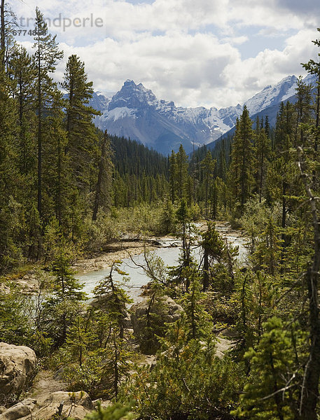 Berg  Felsen  rennen  Wald  Yoho Nationalpark  British Columbia
