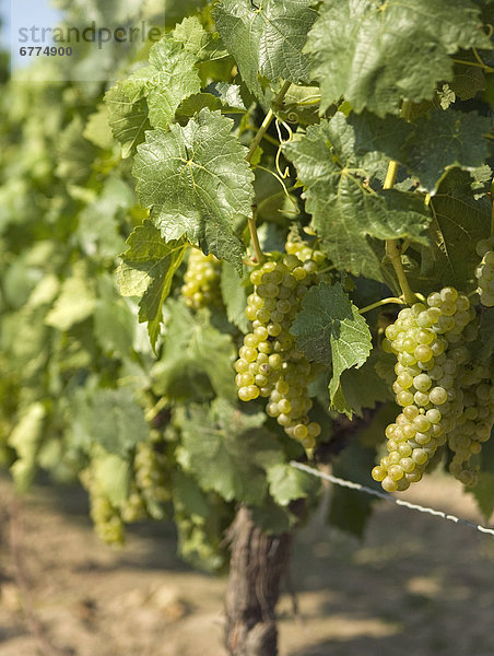 Wein  grün  Wachstum  Weintraube  Niagara-on-the-Lake  Ontario  Weinberg