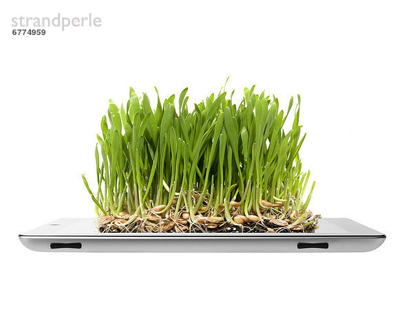 Wachstum  Tablet PC  schießen  Gras  Studioaufnahme