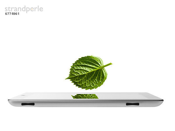 über  Pflanzenblatt  Pflanzenblätter  Blatt  Tablet PC  schießen  Studioaufnahme
