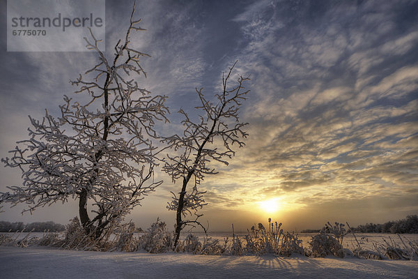 bedecken  Baum  Silhouette  Sonnenaufgang  Prärie  Alberta  Schnee