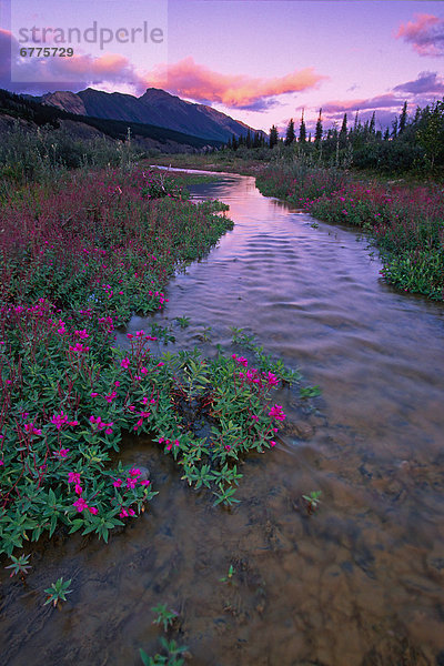 Berg  Hintergrund  Fluss  Seitenansicht  Mackenzie River  Weidenröschen  Yukon