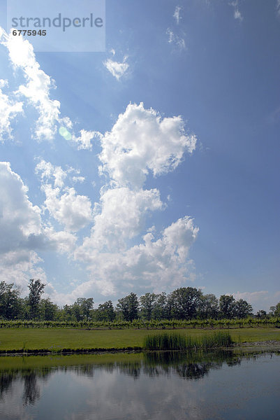 Wolke  Sommer  Himmel  blau  Ontario  Teich  Weinberg