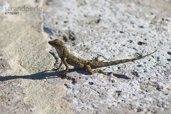 Lizard auf rock