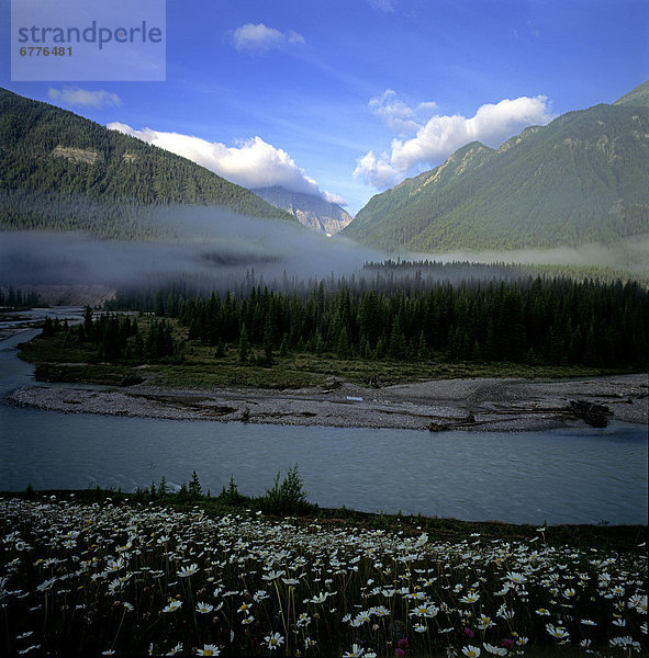 Baum  Dunst  Fluss  Kootenay Nationalpark  British Columbia