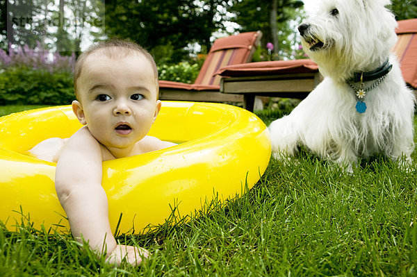 Junge - Person  Garten  Hund  waten  aufblasen  Terrier  7  sieben  Baby  Monat  alt