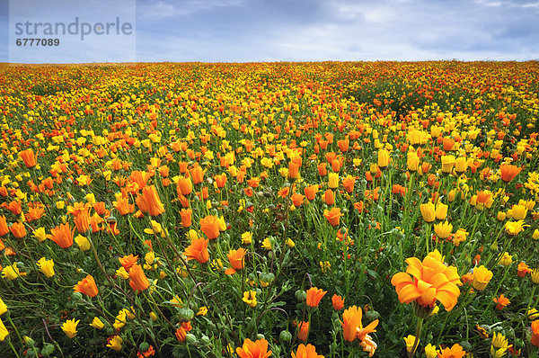 Vereinigte Staaten von Amerika  USA  Blume  gelb  Feld  Oregon