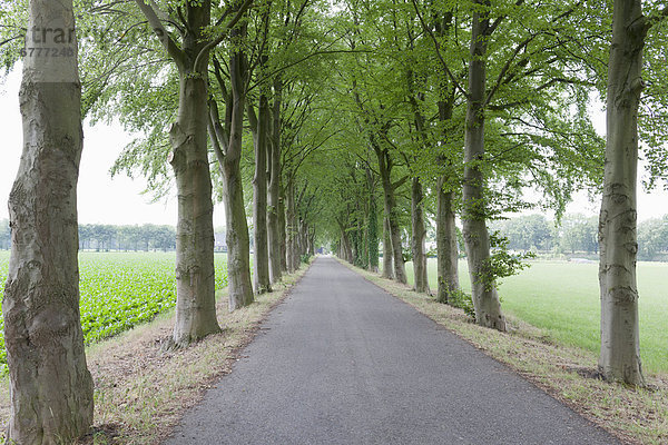 Landstraße  Baum  Fernverkehrsstraße  1  Menschenreihe  Niederlande  Tilburg