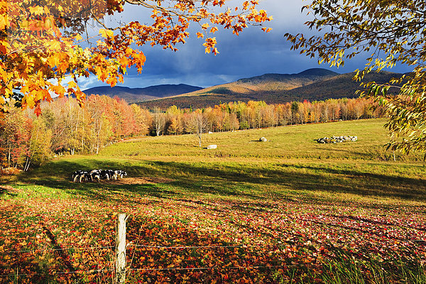 Hausrind  Hausrinder  Kuh  Feld  Herbst  Quebec