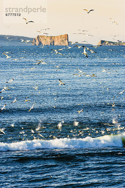 Felsbrocken  fliegen  fliegt  fliegend  Flug  Flüge  Sonnenaufgang  Tölpel  Gaspésie  Quebec