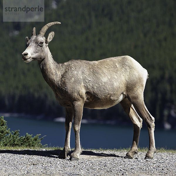 Lake Minnewanka  Banff Nationalpark  Dickhornschaf  Ovis canadensis  Alberta