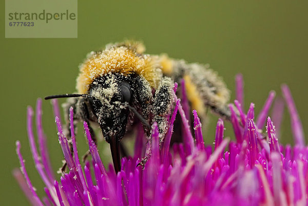 Pollen  Blütenstaub  bedecken  Saskatchewan  Hummel  kanadisch  Distel