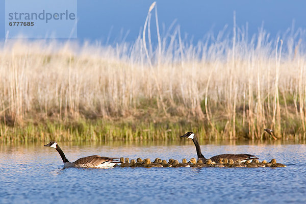 groß  großes  großer  große  großen  Gans  Gänseküken  Kanada  Manitoba  Oak Hammock Marsh