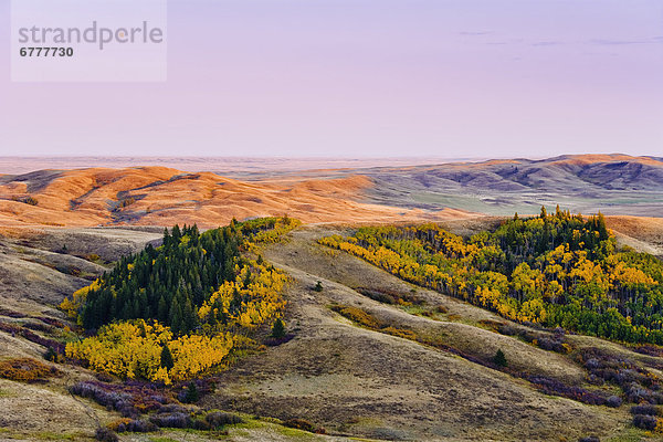 Farbaufnahme  Farbe  Sonnenuntergang  Steilküste  Saskatchewan  Cypress Hills Interprovincial Park