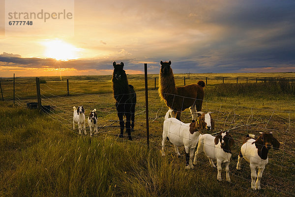 nahe  Sonnenuntergang  Feld  Ziege  Capra aegagrus hircus  Elch  Alces alces  Saskatchewan