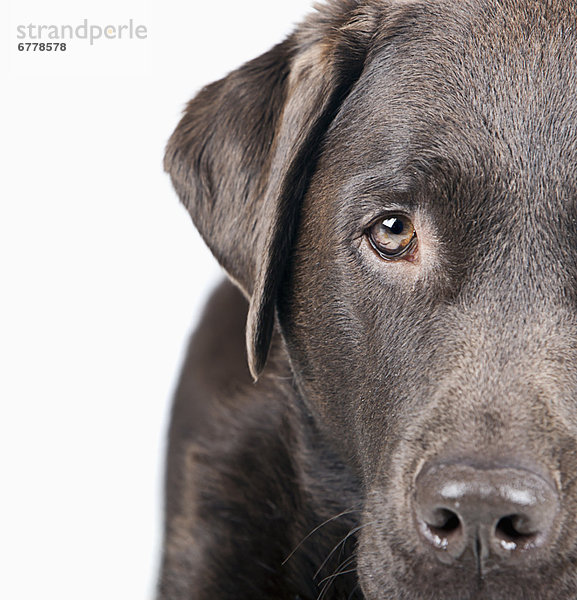 Portrait  Hund  Studioaufnahme