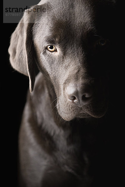Portrait  Schokolade  Labrador  Studioaufnahme