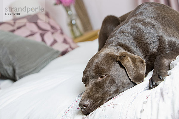 Bett  schlafen  Schokolade  Labrador