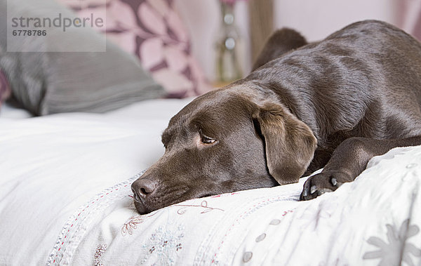 Schokolade Labrador auf Bett liegend